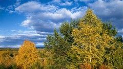 Landscapes nature Trees