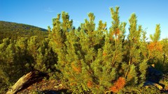 Landscapes nature Trees