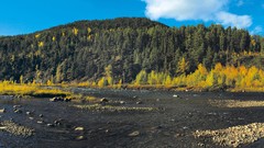 Landscapes nature Trees