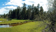 Landscapes nature Trees
