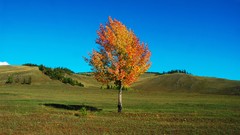 Landscapes nature Trees