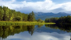 Landscapes nature Trees