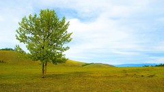 Landscapes nature Trees