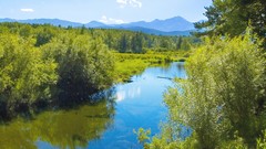 Landscapes nature Trees