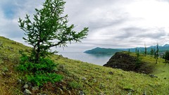 Landscapes nature Trees