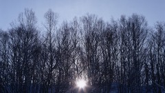 Landscapes nature Trees