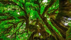 Landscapes nature Trees ancient forests raindrops