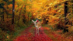 Landscapes nature Trees Animals autumn trail deer forests