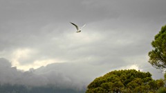 Landscapes nature Trees Animals clouds Birds seagulls