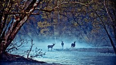 Landscapes nature Trees Animals deer rivers