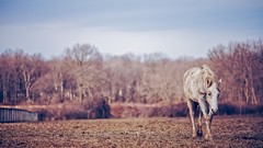 Landscapes nature Trees Animals Horses fields
