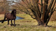 Landscapes nature Trees Animals Horses lakes