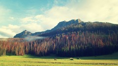 Landscapes nature Trees Animals Mountains clouds Horses fields 