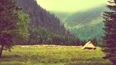 Landscapes nature Trees Animals Mountains flock forests pine 