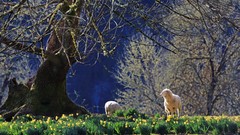 Landscapes nature Trees Animals sheep spring Oregon USA fields 
