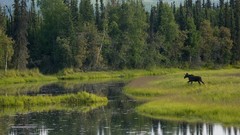 Landscapes nature Trees Animals water lakes reflections forests