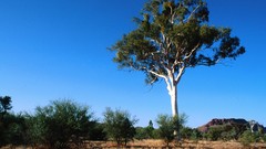 Landscapes nature Trees Australia skies