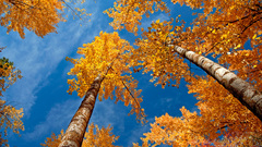 Landscapes nature Trees autumn