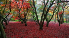 Landscapes nature Trees autumn