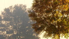 Landscapes nature Trees autumn