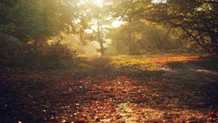 Landscapes nature Trees autumn