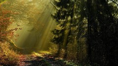 Landscapes nature Trees autumn