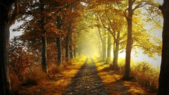 Landscapes nature Trees autumn