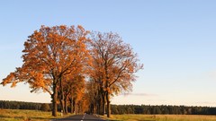 Landscapes nature Trees autumn