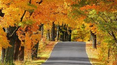 Landscapes nature Trees autumn