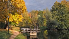 Landscapes nature Trees autumn