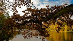 Landscapes nature Trees autumn