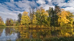 Landscapes nature Trees autumn