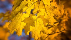 Landscapes nature Trees autumn