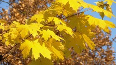Landscapes nature Trees autumn