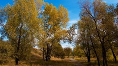 Landscapes nature Trees autumn