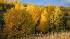 Landscapes nature Trees autumn