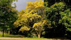 Landscapes nature Trees autumn