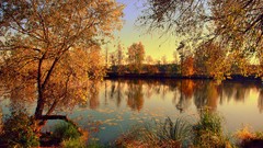 Landscapes nature Trees autumn