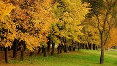 Landscapes nature Trees autumn