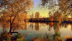 Landscapes nature Trees autumn