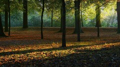 Landscapes nature Trees autumn