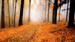 Landscapes nature Trees autumn