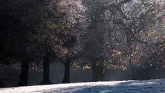 Landscapes nature Trees autumn