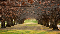 Landscapes nature Trees autumn