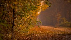 Landscapes nature Trees autumn