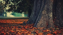 Landscapes nature Trees autumn