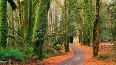 Landscapes nature Trees autumn
