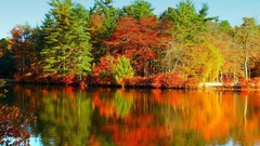 Landscapes nature Trees autumn