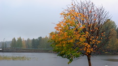 Landscapes nature Trees autumn