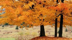 Landscapes nature Trees autumn